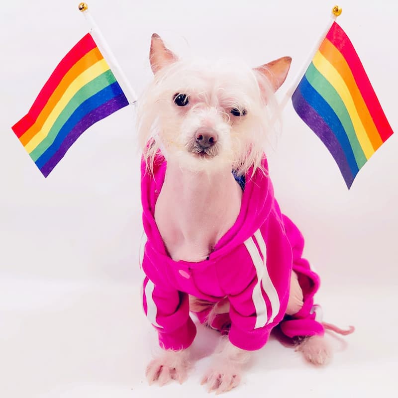 Pride flags