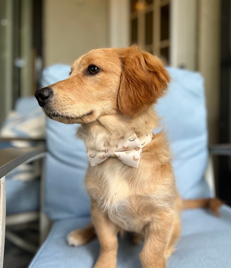 dog in tie pride