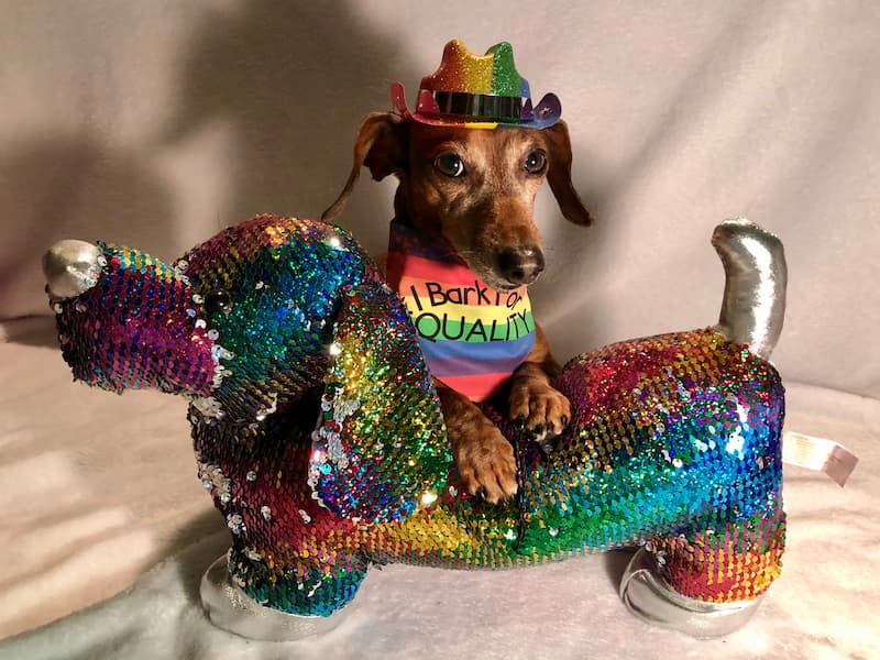 rainbow dog pride