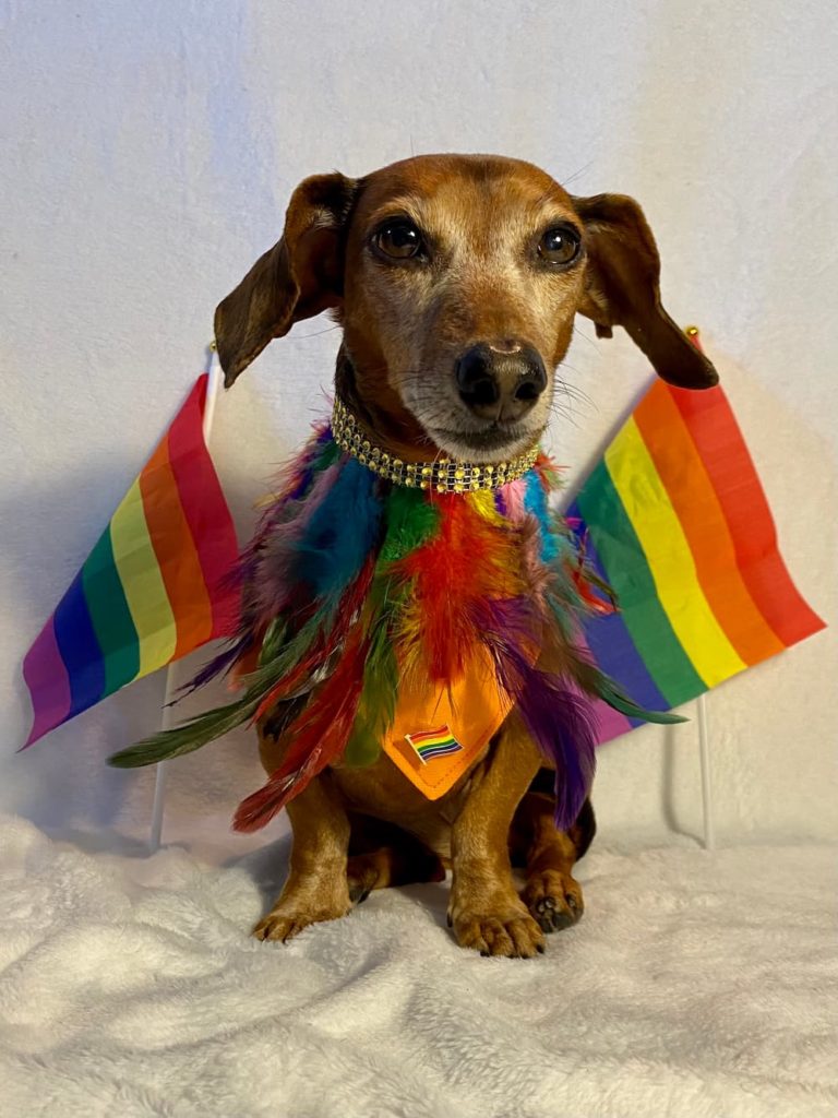 rainbow flags dog