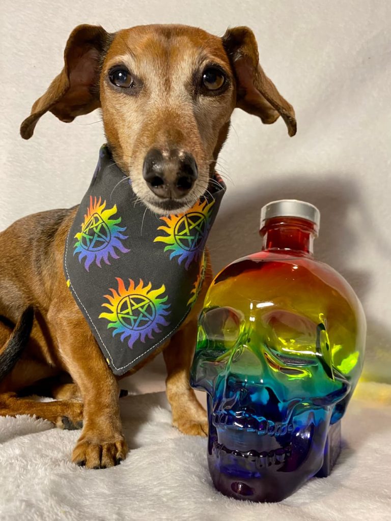dachshund rainbow