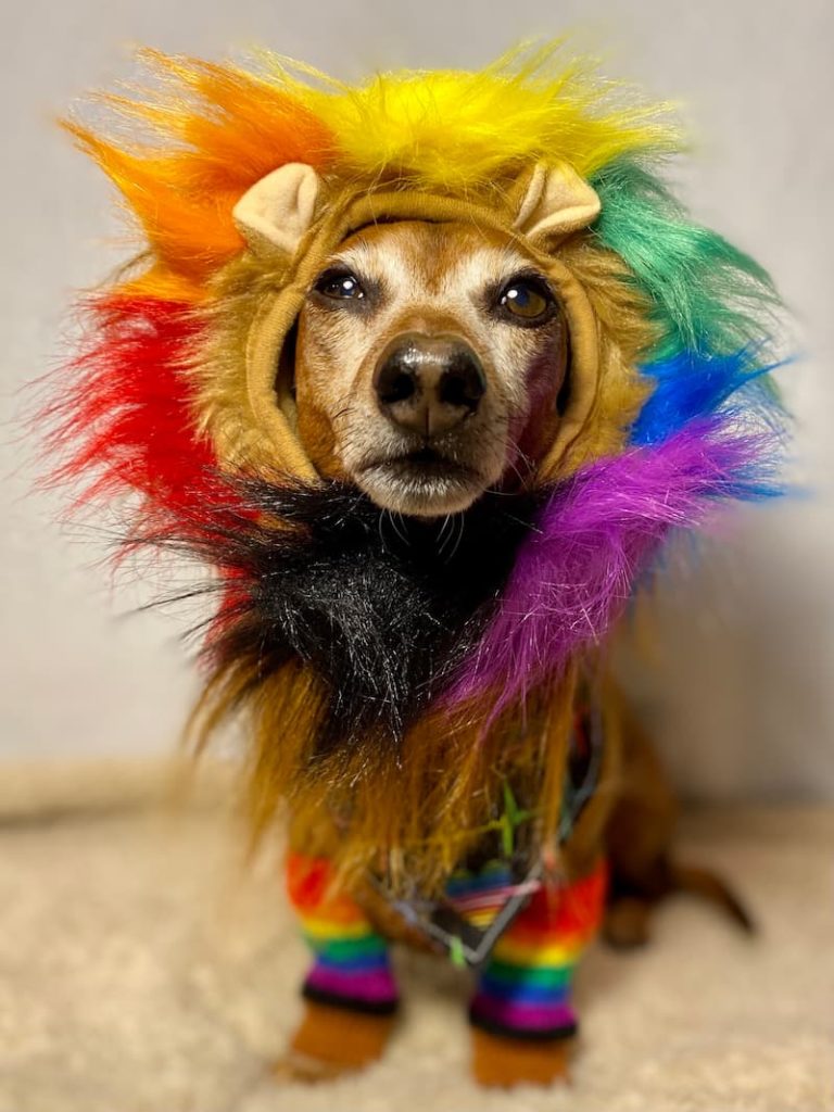 dog celebrates pride