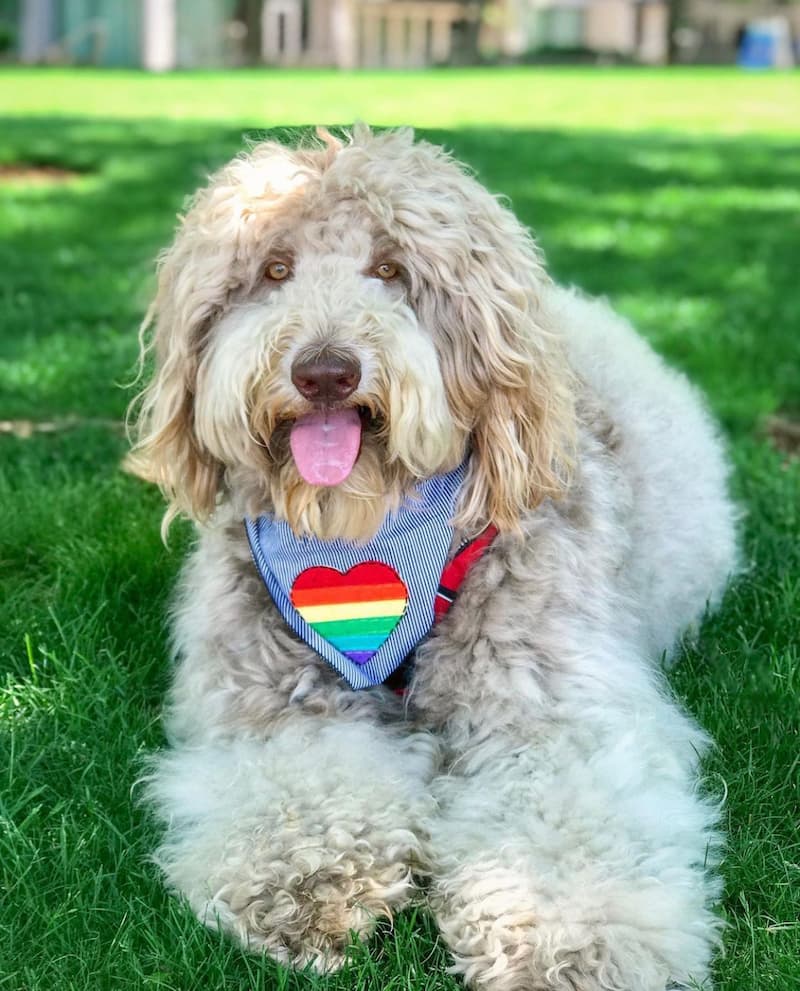 celebrating pride month