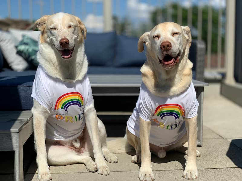celebrating pride
