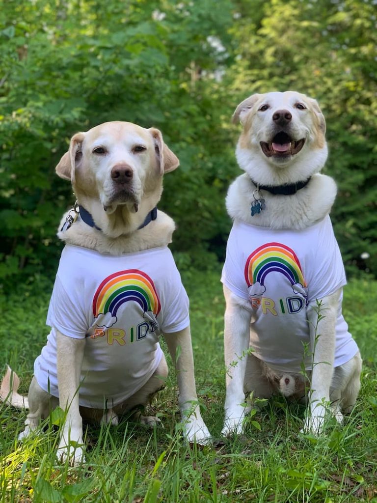 two dogs with pride shirts