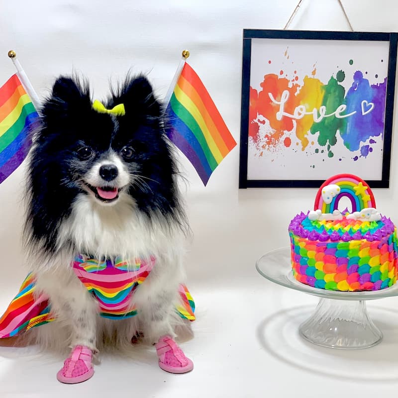 dog smiles pride