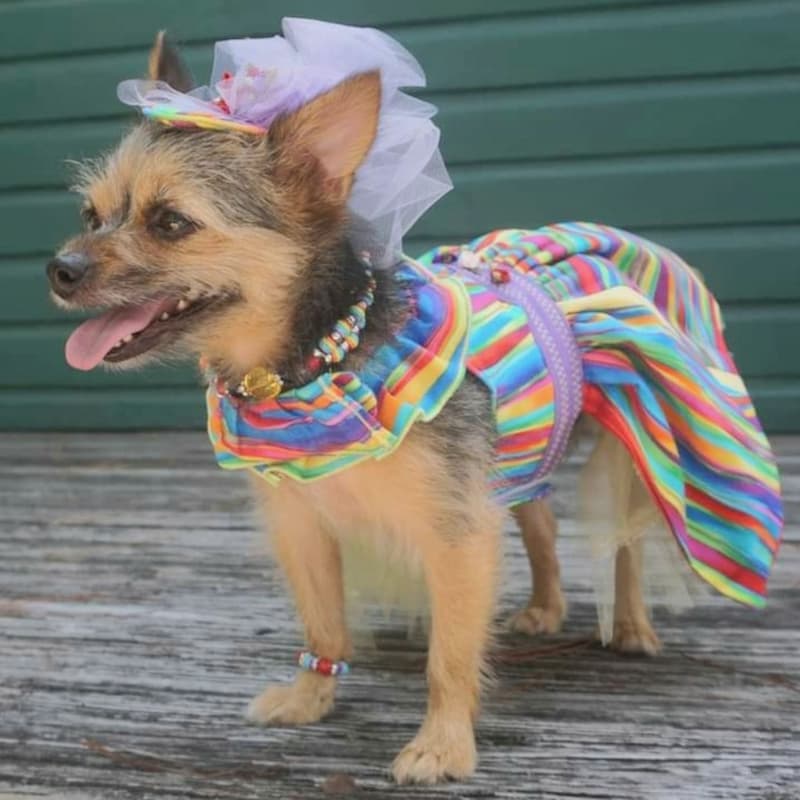 MIley chorkie