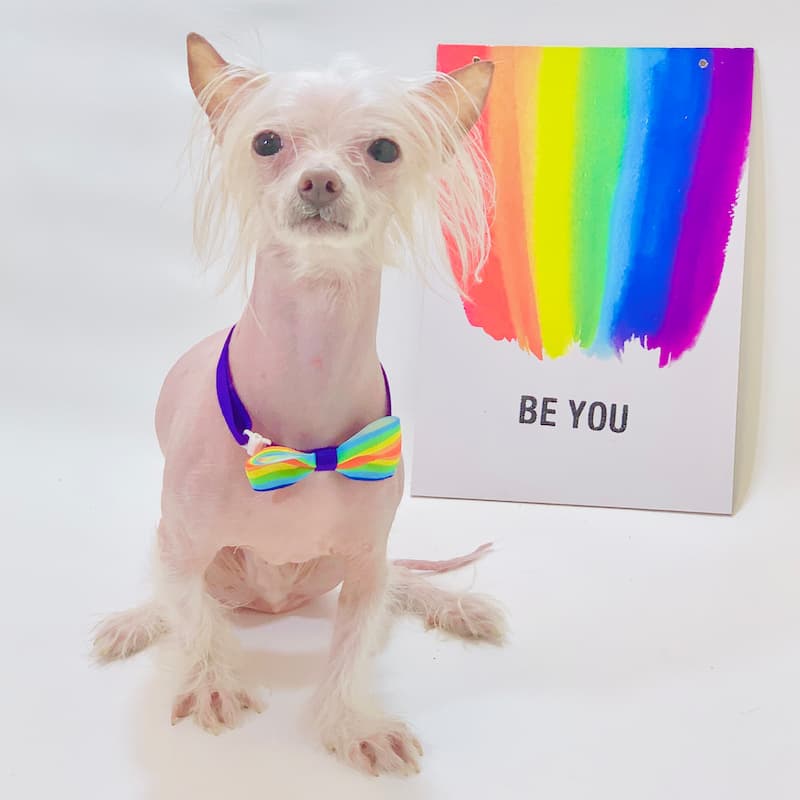pride month dog