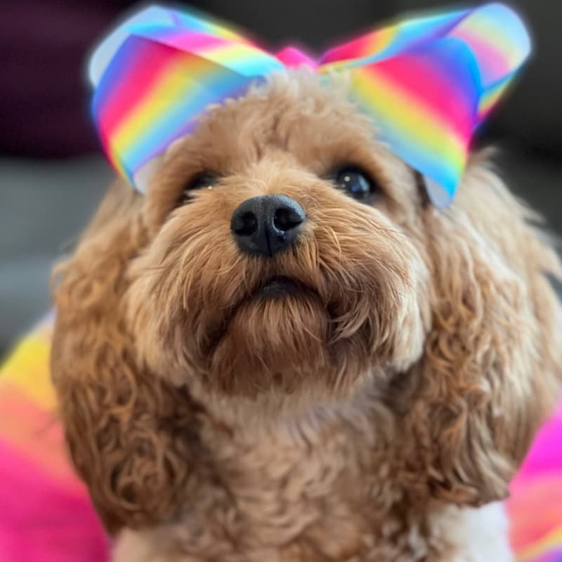 dog with rainbow headgear