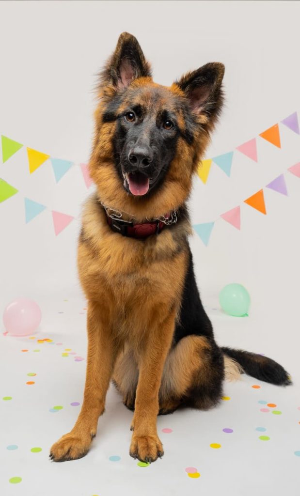 german shepherd pride