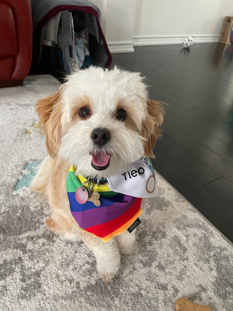 bandana dog pride