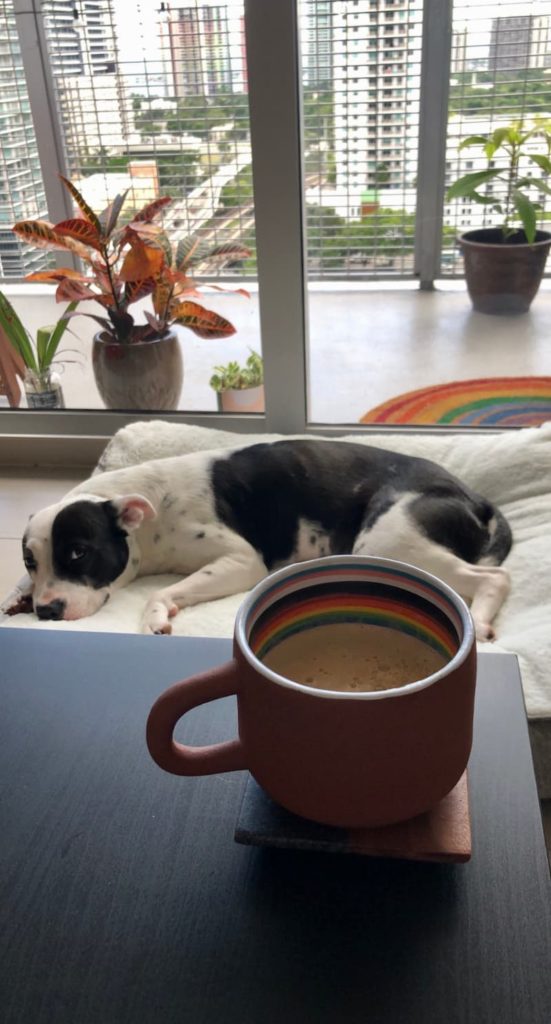 celebrating pride month dog
