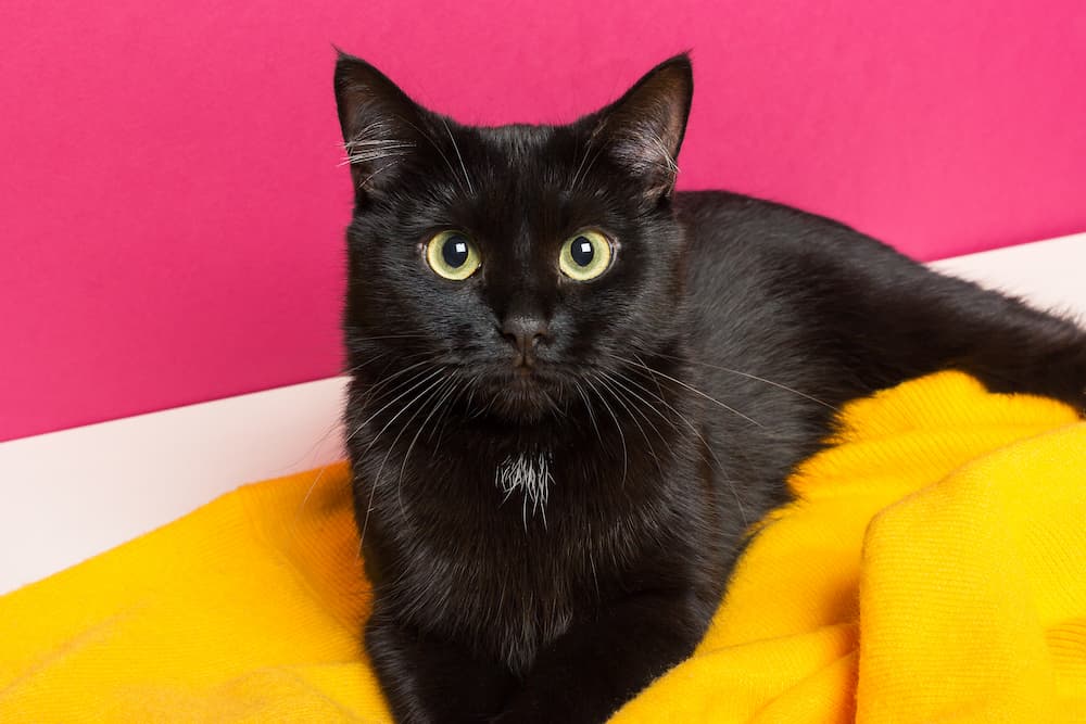 black cat on colorful mat
