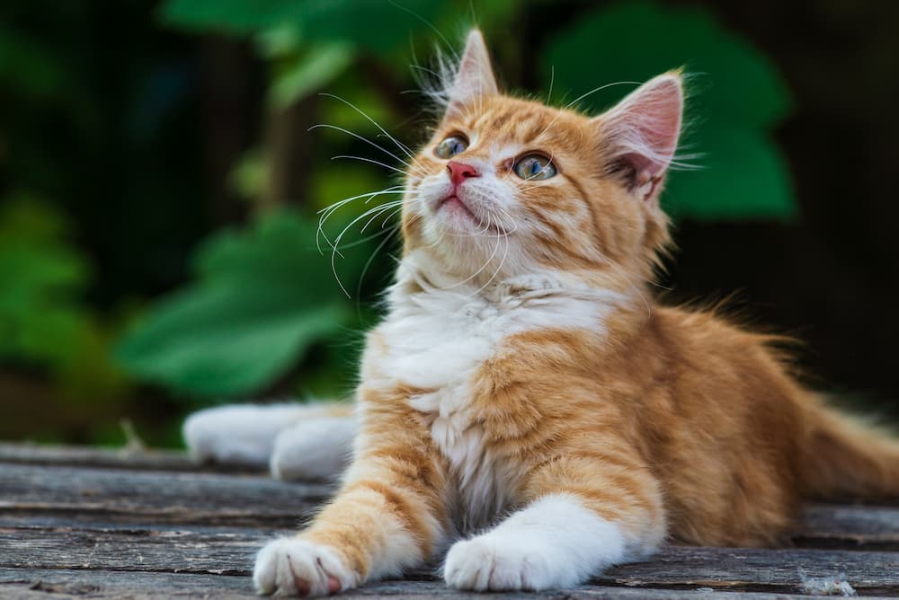 cat looks up at sun