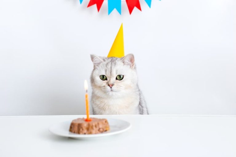 Cat eating a birthday cake