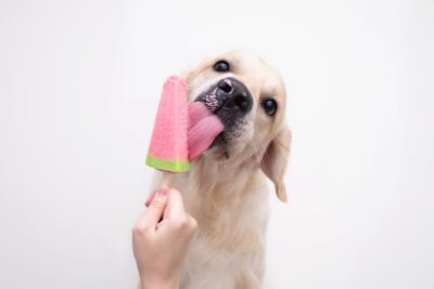 Dog Popsicles: 5 Tasty Recipes to Try at Home