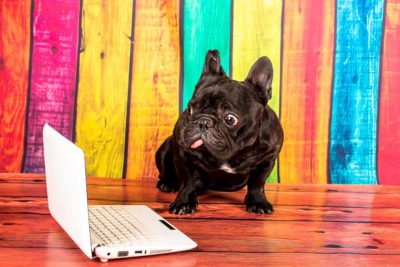 40 Dog GIFs That Completely Crack Us Up