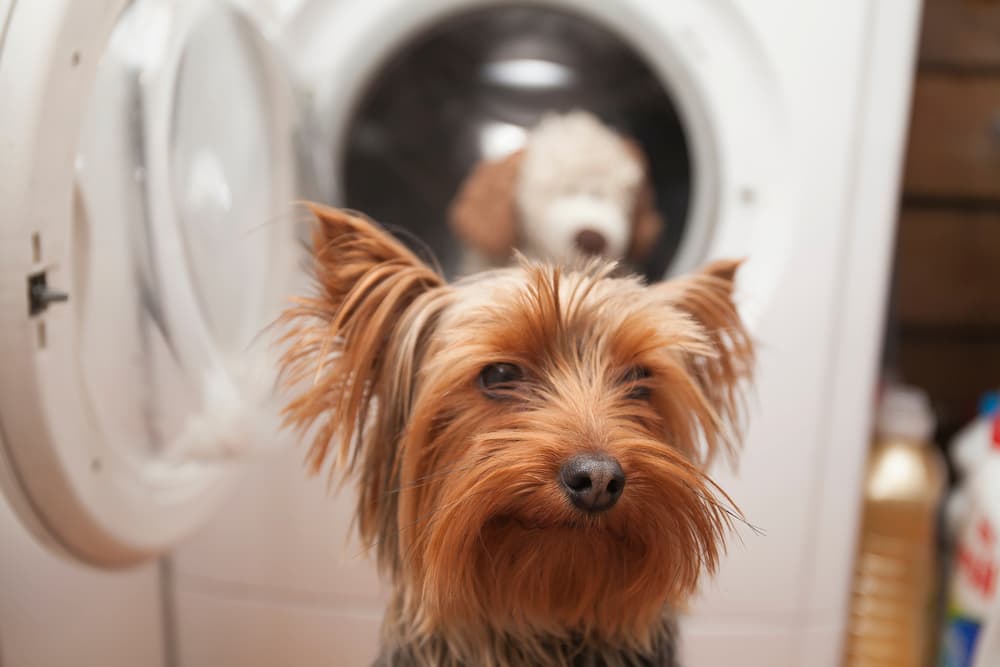Dog sitting in from of washing machine with toy inside