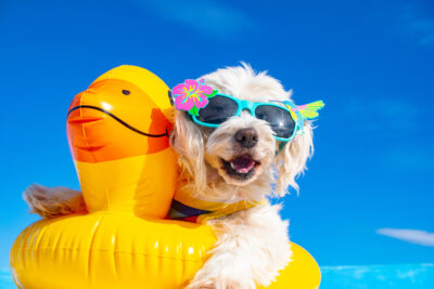 What’s Your Dog’s Summer Vibe?