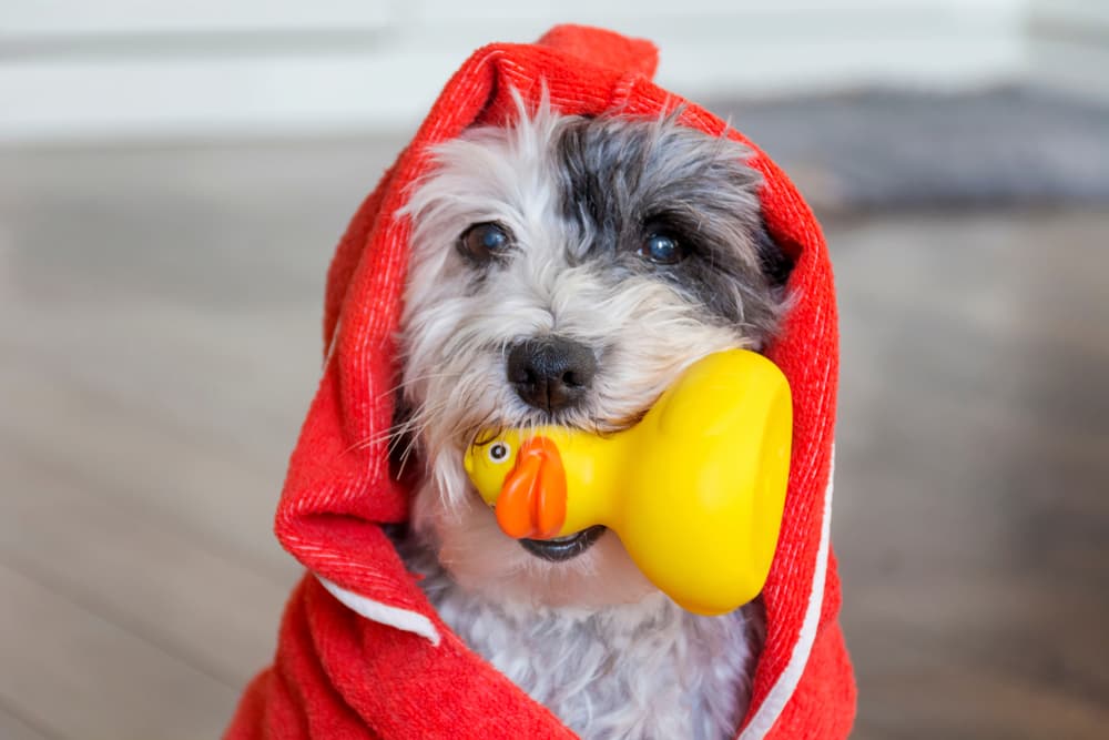 Dog with squeaky duck toy in mouth