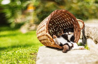18 Funny Cat Sleeping Positions We Can All Relate To