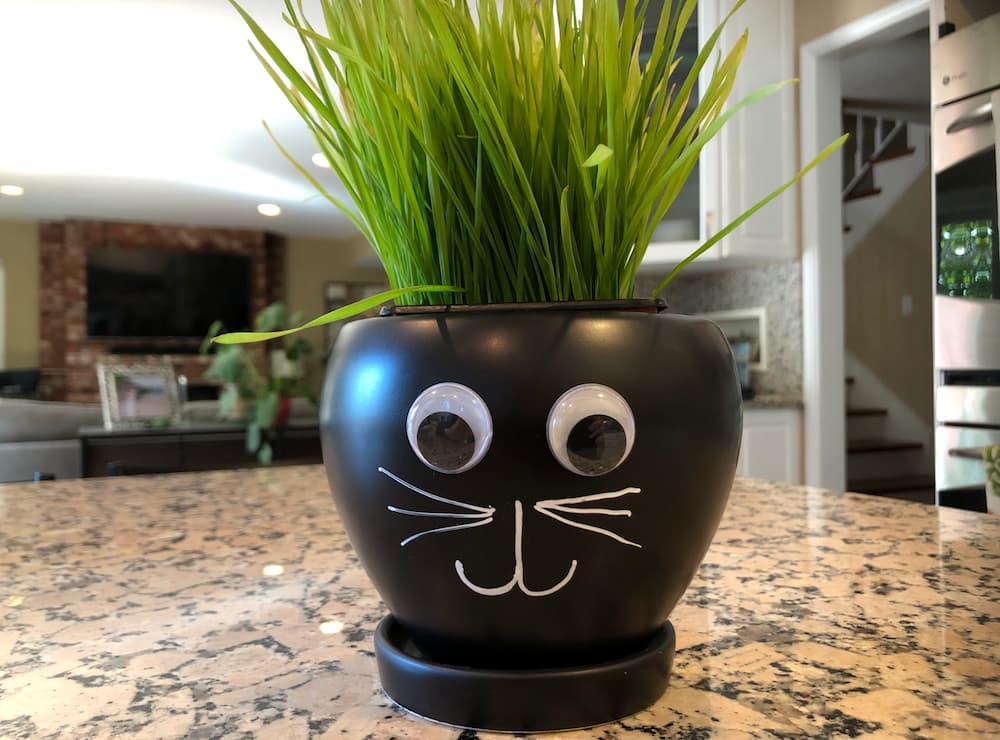 Cat grass plant pot