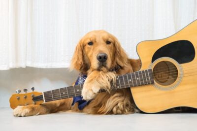 35 Songs About Dogs We Can’t Stop Singing