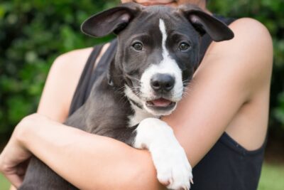 10 Dog Adoption Mistakes You Don’t Want to Make