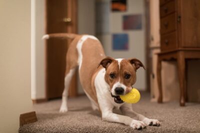 6 Indoor Dog Enrichment Ideas for Rainy Days