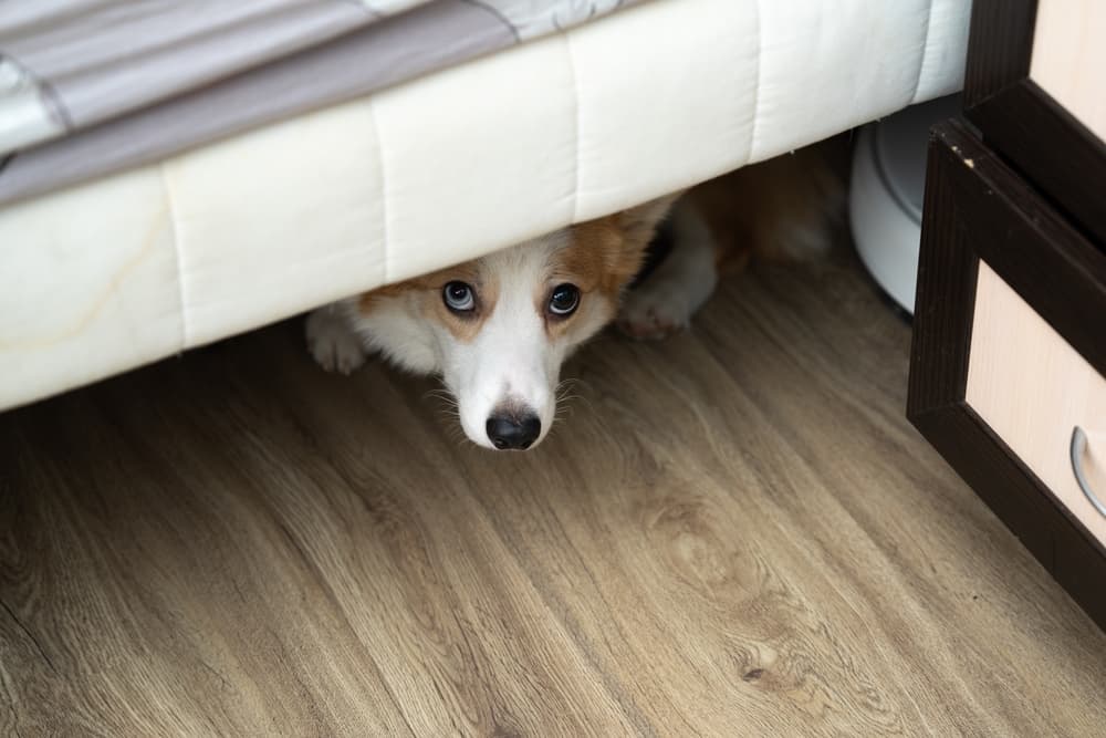 Corgi dog hiding under sofa
