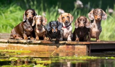 8 Best Dachshund Rescues in the U.S. 8 Best Dachshund Rescues in the U.S.