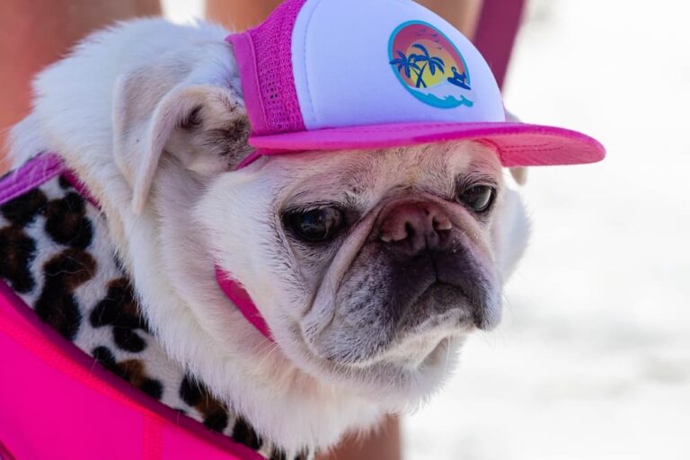 Pug in the sand on San Diego beach
