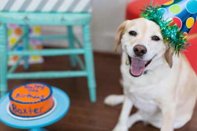 Dog Birthday Party: How to Throw the Ultimate Bash
