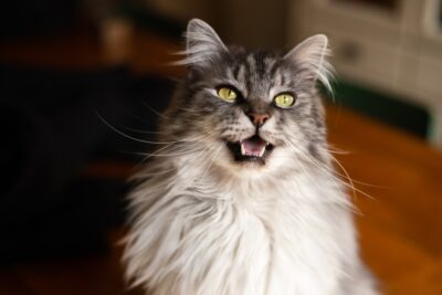 30 Pictures of Maine Coon Cats That Prove They’re Magic