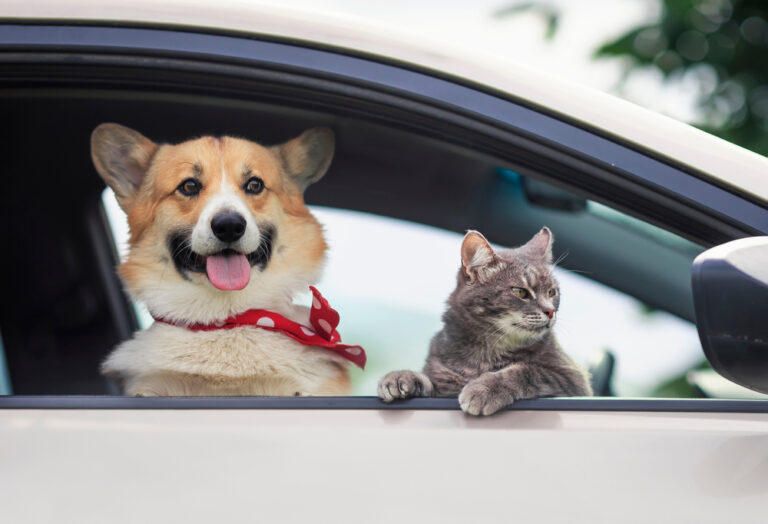 Cute dog and cat peering out window of parked car